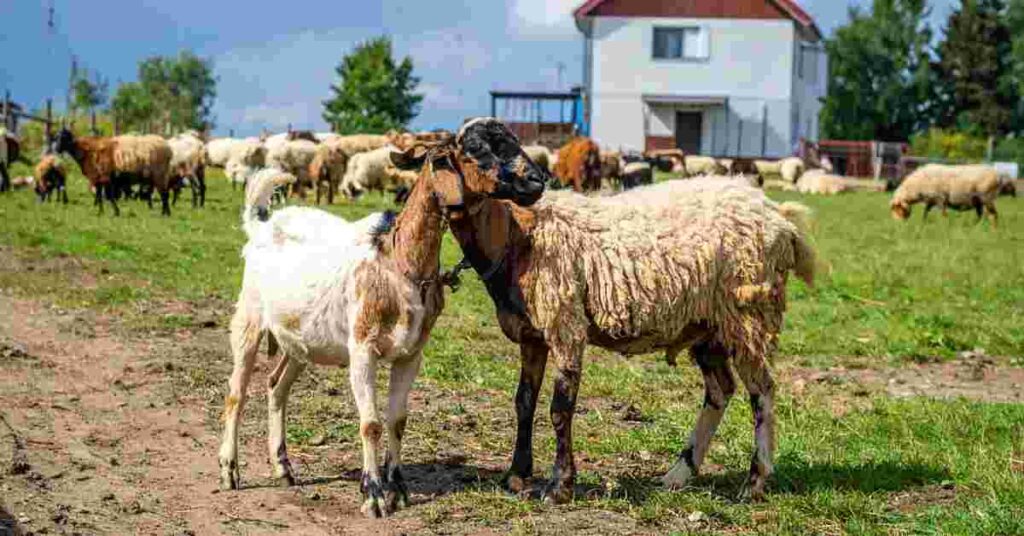 Goat and Sheep Farming