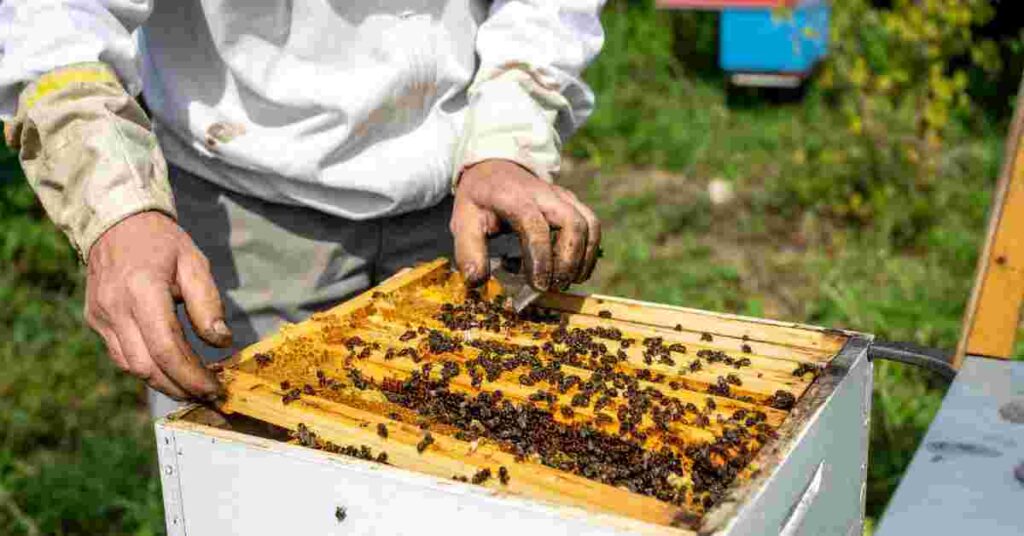 Honey Production