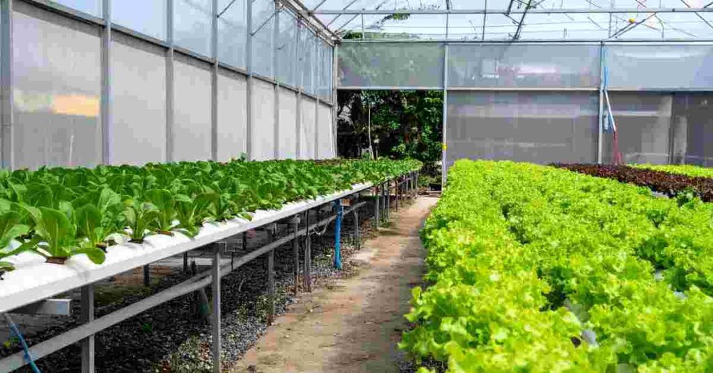 Hydroponic Farming