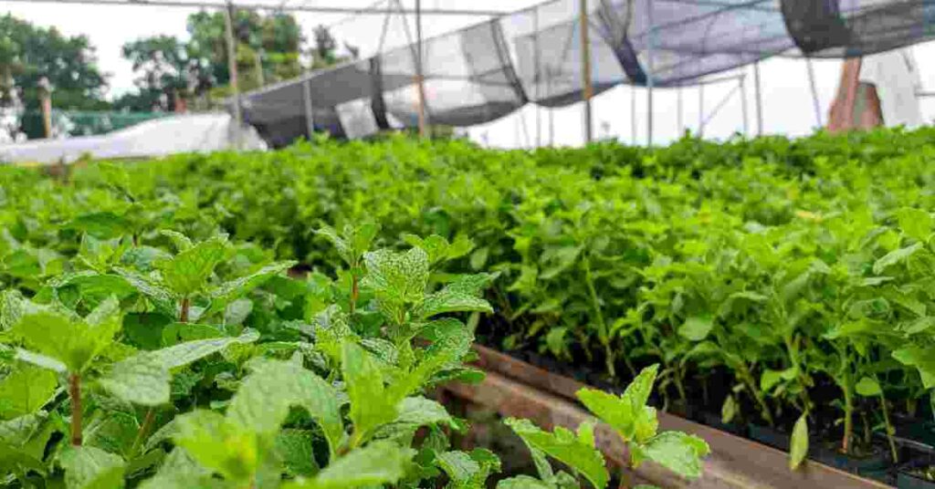 Medicinal Herbal Plant Farming
