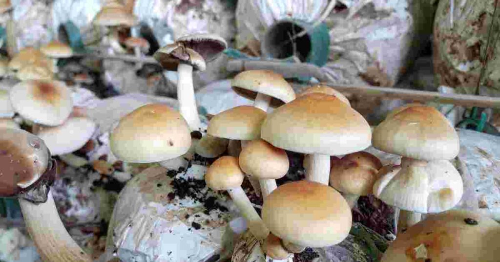 Mushroom Farming