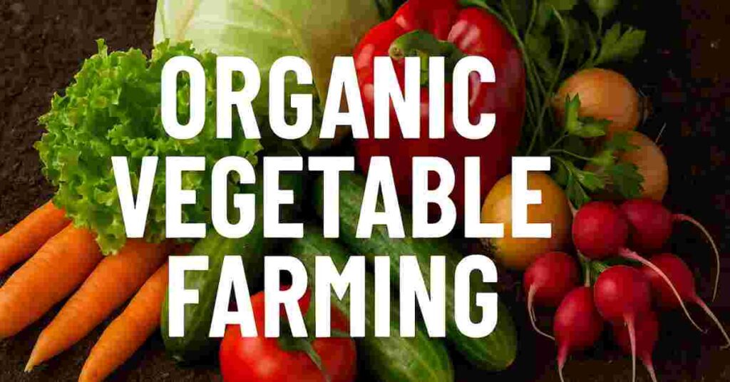 Organic Vegetable Farming Setup