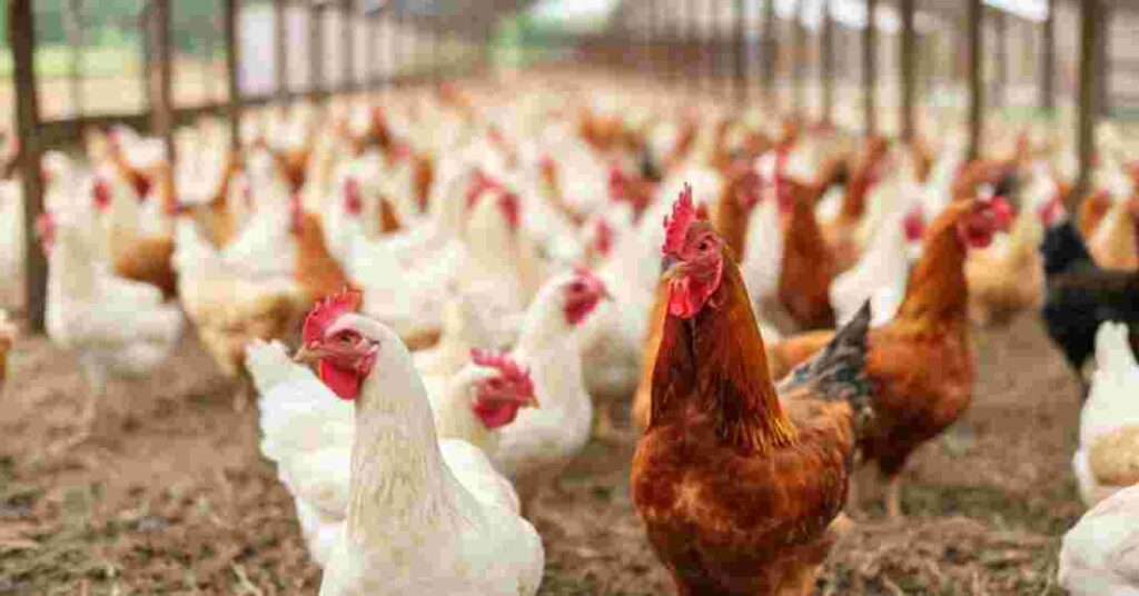 Poultry Farming Chicken Coops